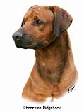 Rhodesian Ridgeback 9Y338D-041